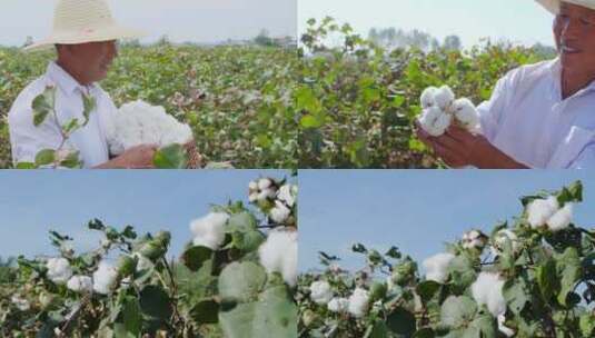 棉花种植高清在线视频素材下载