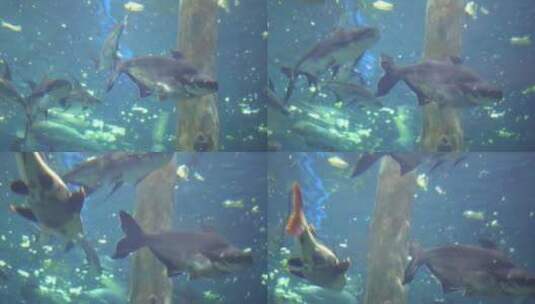 海洋公园海底世界鱼游动鱼儿高清在线视频素材下载