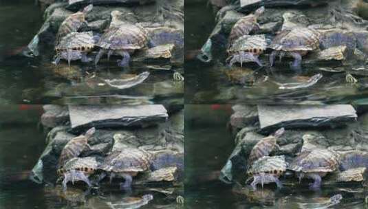 4K升格实拍北京红螺寺许愿池中的龟高清在线视频素材下载