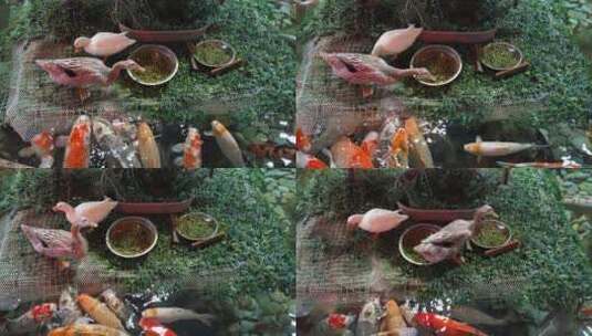 鸭子柯尔鸭喂鱼鸭子觅食被一群锦鲤围绕高清在线视频素材下载