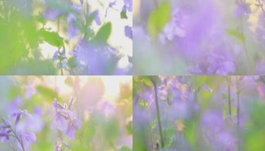 春天紫色花诸葛菜逆光唯美空镜合集高清在线视频素材下载