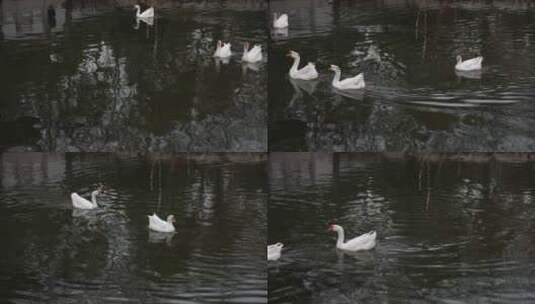 王羲之故居洗砚池中的白鹅在水里游来游去高清在线视频素材下载
