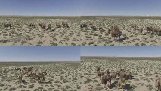 沙漠骆驼高清在线视频素材下载