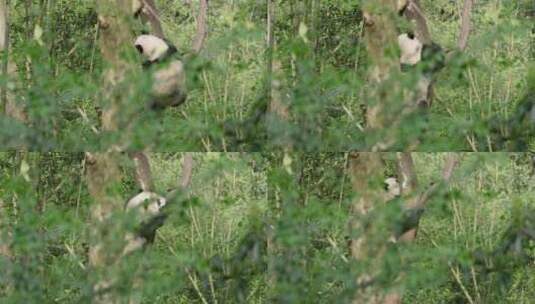 爬树的大熊猫高清在线视频素材下载