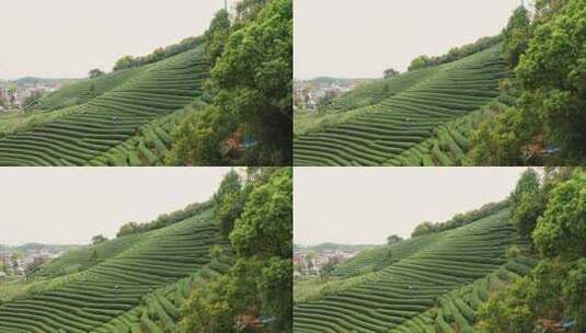 江南春天茶园采茶高低空航拍杭州龙井茶园高清在线视频素材下载