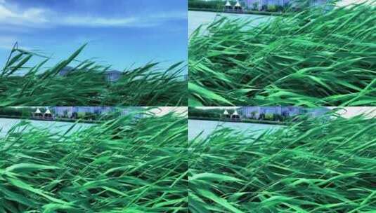 夏季池塘边的芦苇草高清在线视频素材下载