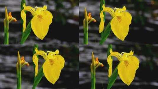 黄色虹膜 花 植物高清在线视频素材下载