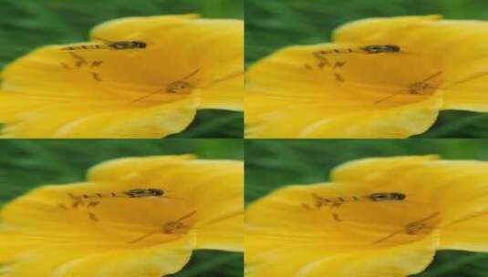 蜜蜂采蜜升格慢镜头花丛花簇自然美高清在线视频素材下载