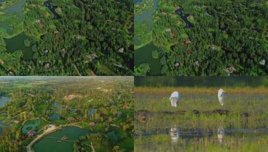 美丽中国-生态湿地高清在线视频素材下载