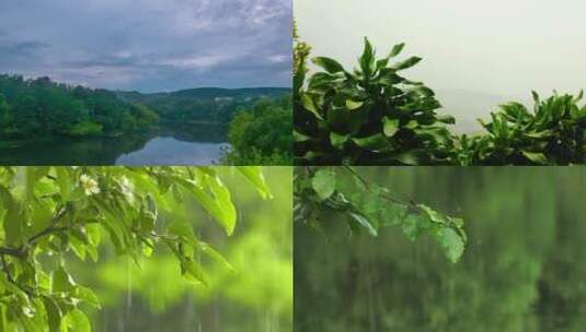 雨季的森林美景 视频合集高清在线视频素材下载