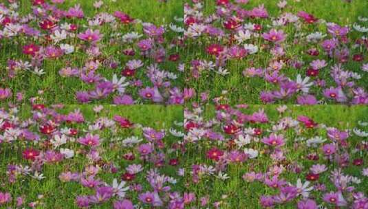 格桑花花开春园满色五彩花朵高清在线视频素材下载