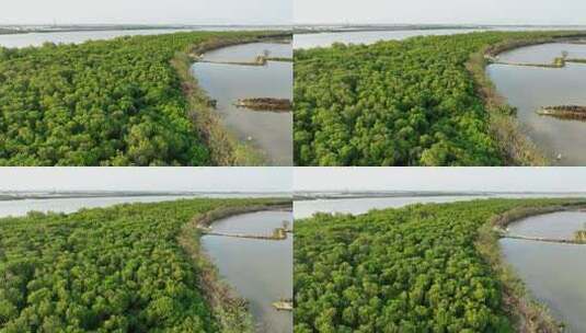 航怕福建漳州九龙江生态系统红树林湿地高清在线视频素材下载