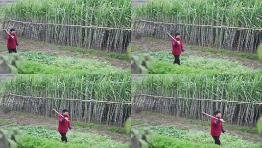 农妇扛着锄头走在甘蔗地高清在线视频素材下载