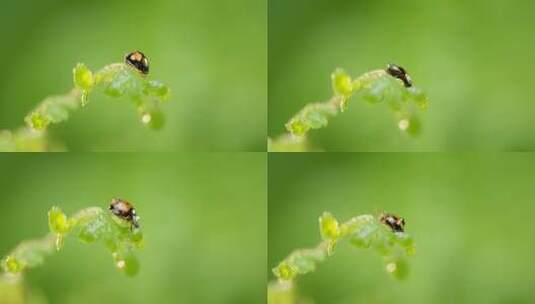 瓢虫 雨过天晴 阳光 蕨叶 9高清在线视频素材下载