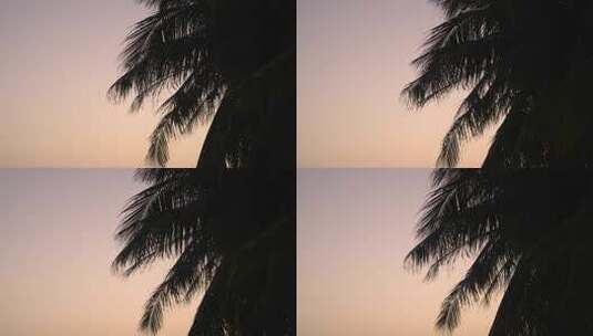 夕阳下的椰子树高清在线视频素材下载