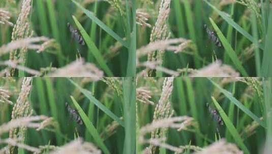 农作物水稻 蜻蜓特写高清在线视频素材下载