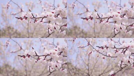 春天樱桃花开-春暖花开高清在线视频素材下载
