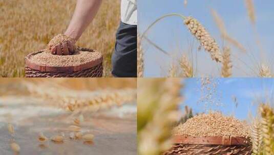 麦子成熟高清在线视频素材下载