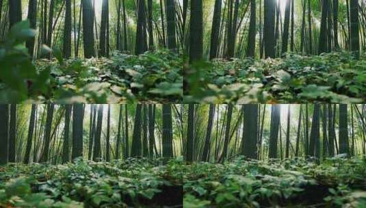 蜀南竹海竹林风景高清在线视频素材下载
