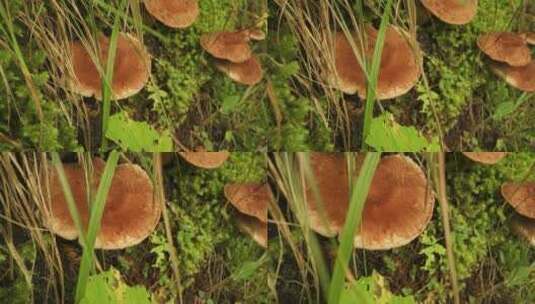 山上的毒蘑菇高清在线视频素材下载