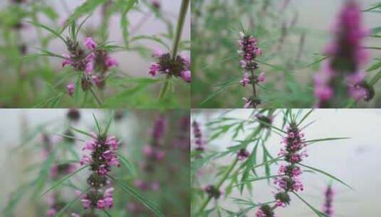 中药益母草益母蒿坤草茺蔚种植生长高清在线视频素材下载