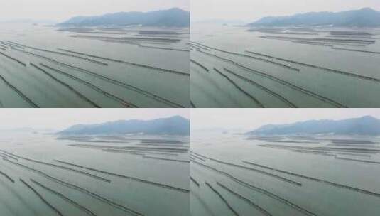 海洋养殖海带紫菜养殖业航拍福建霞浦高清在线视频素材下载