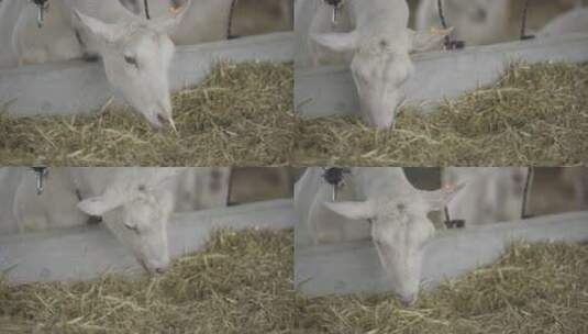 奶山羊吃草高清在线视频素材下载