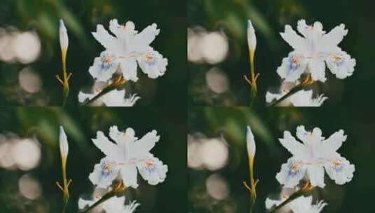 白色的蝴蝶花特写高清在线视频素材下载