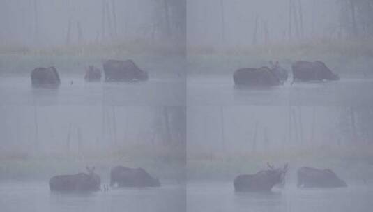 晨光熹微中的驼鹿一家4K视频高清在线视频素材下载