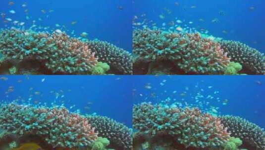 热带海洋中的鱼群高清在线视频素材下载