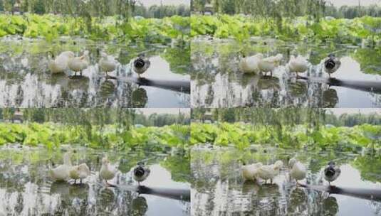 池塘休息的鸭子高清在线视频素材下载