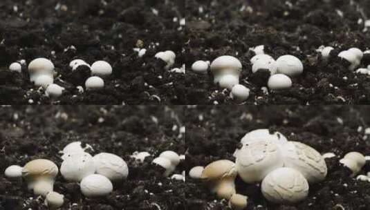 香菇的成长过程高清在线视频素材下载