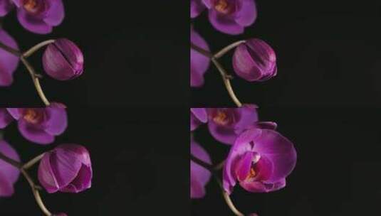 盛开的兰花的延时摄影高清在线视频素材下载