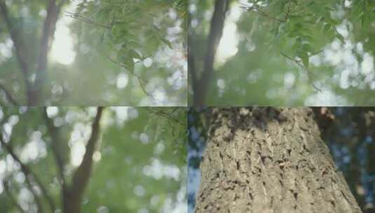 阳光树叶树干高清在线视频素材下载
