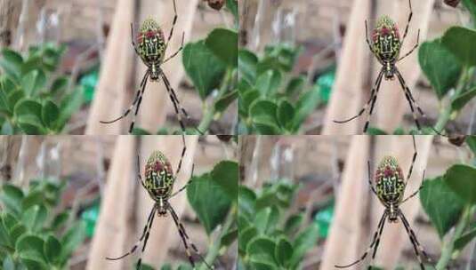 多彩蜘蛛高清在线视频素材下载