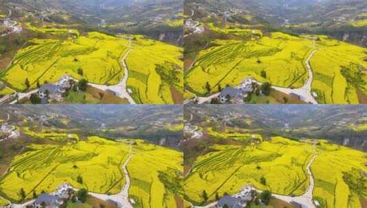 美丽春天农村三农油菜花花海航拍高清在线视频素材下载