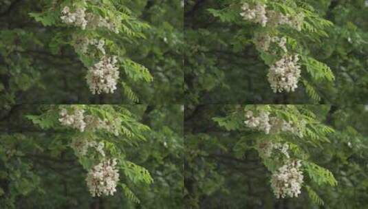 春天雨后的槐花还沾着水珠高清在线视频素材下载