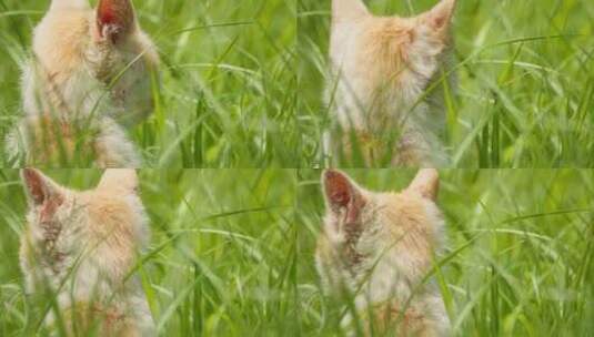 春天草丛中的一只橘猫背影高清在线视频素材下载