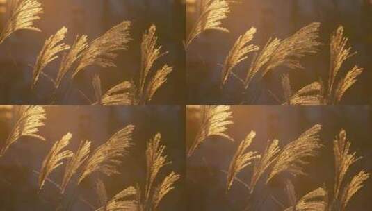 秋天黄昏夕阳光照射在芦苇上高清在线视频素材下载