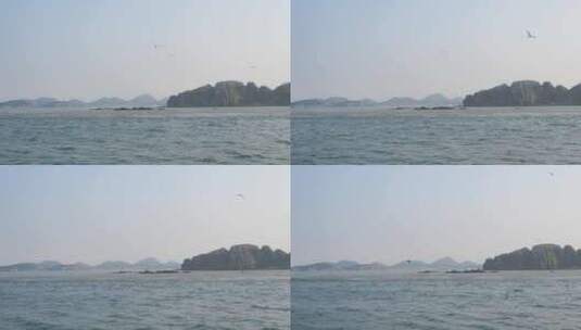 青岛海边海岛海鸟镜头高清在线视频素材下载