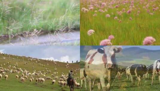 内蒙古自然风光草原花草放牧牛羊高清在线视频素材下载