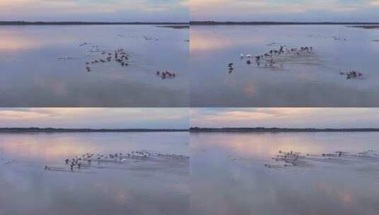 航拍成群的大雁白鹤 鄱阳湖 候鸟高清在线视频素材下载