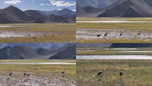 4K航拍西藏阿里班公湖黑颈鹤高清在线视频素材下载