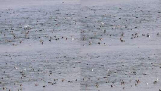深圳湾公园的赤颈鸭在海面嬉戏高清在线视频素材下载