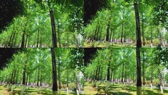 唯美树木树林白果树阳光银杏树叶森林高清在线视频素材下载