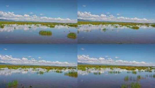 阿坝若尔盖花湖湿地高清在线视频素材下载