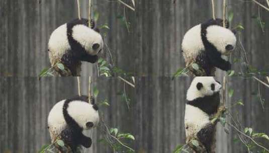一只可爱大熊猫幼崽爬树玩耍高清在线视频素材下载