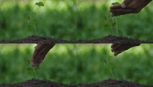 植物浇水发芽高清在线视频素材下载