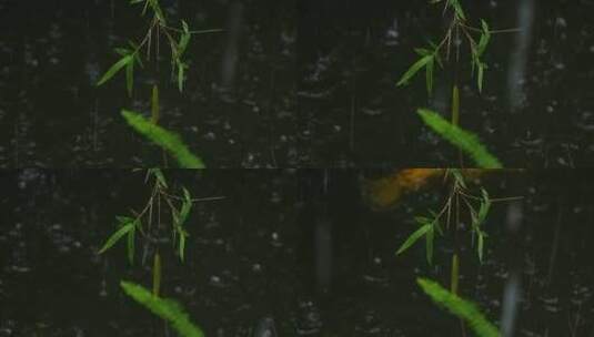 雨中的园林池子实拍高清在线视频素材下载