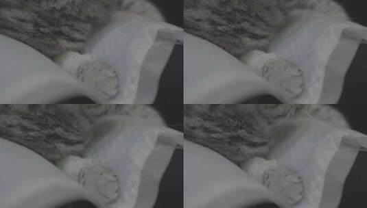 美国短毛猫高清在线视频素材下载